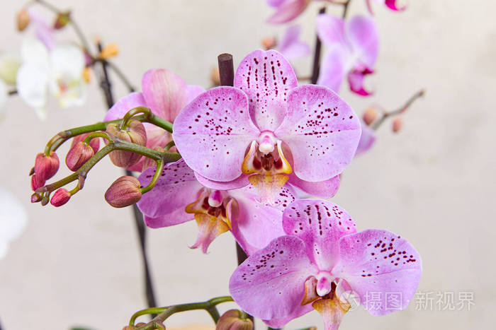紫色兰花花