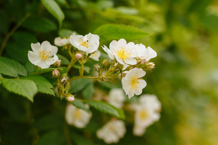 白花树开花