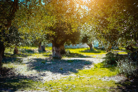 橄榄树的花园, 在温暖的夕阳光。地中海橄榄场