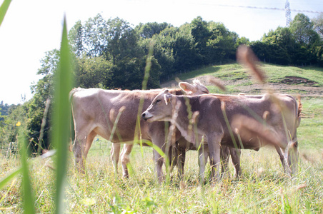小牛的家庭在绿色的草地上放牧, 在阳光下的一个春天的一天。照片。选择性聚焦