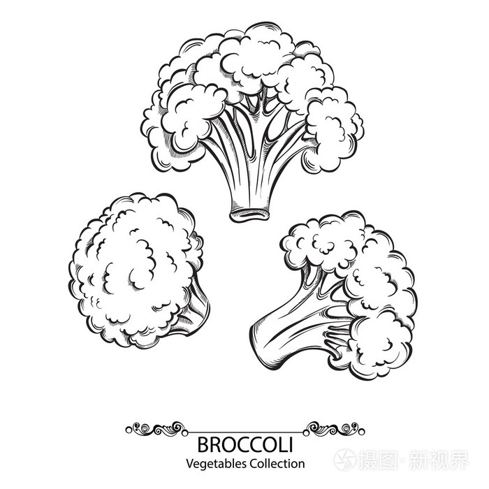 西兰花.孤立在白色背景上的矢量手绘蔬菜