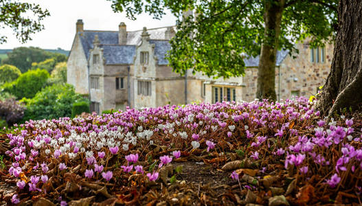 地毯粉红色和白色仙客来花在林地地板与不集中英国庄园房子的背景