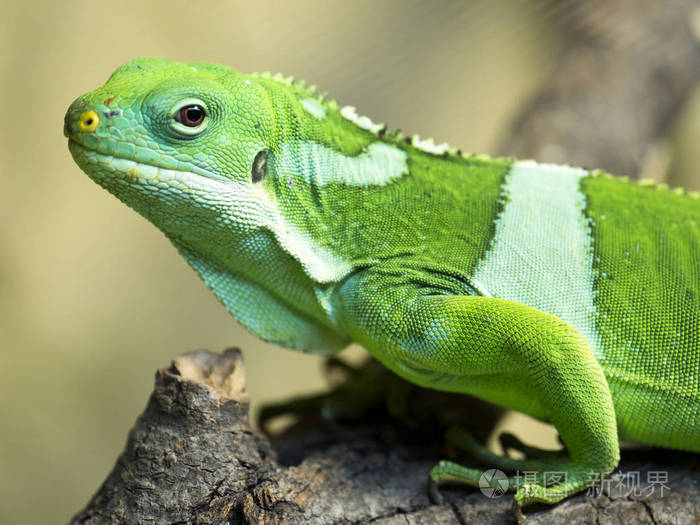 斐济带状鬣蜥 brachylophus 鲷 是一个美丽的鬣蜥