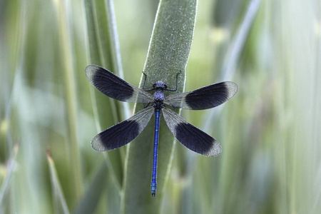 美丽的多只蓑羽蜻蜓坐在植物反对模糊的背景