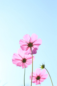 波斯菊花海与彩色滤光片的天空