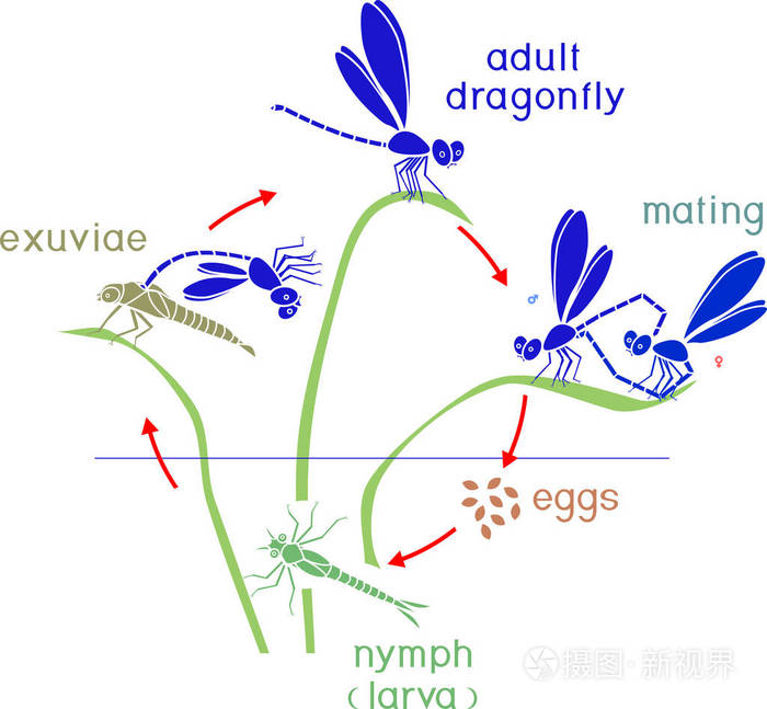 蜻蜓的生命周期从卵到成虫的蜻蜓发育阶段序列
