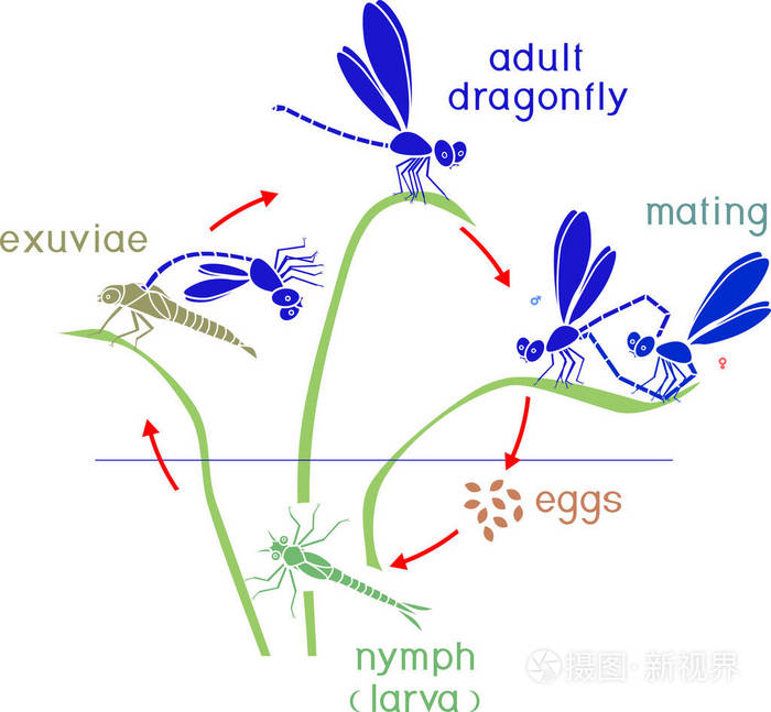 蜻蜓的生命周期.从卵到成虫的蜻蜓发育阶段序列