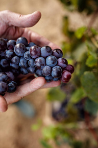 成熟的蓝色葡萄在葡萄园