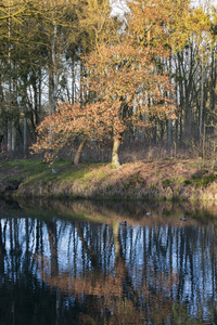 在荷兰的秋天性质