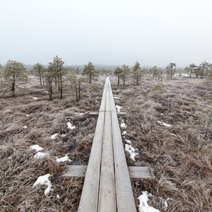 在寒冷的冬天沼泽的木板桥图片