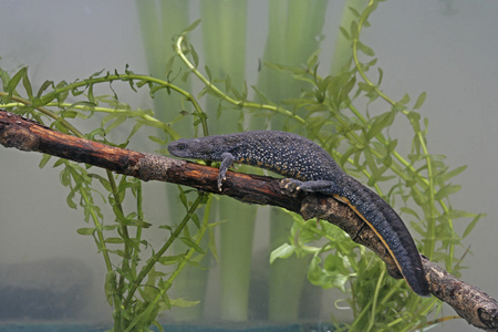 大朱鹮的蝾螈，triturus cristatus