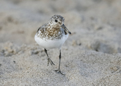 Sanderling Calidris 8月初在休伦湖海滩觅食加拿大安大略省