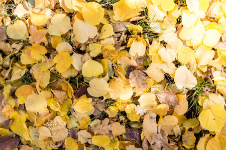 秋天黄色叶子在地面顶面看法