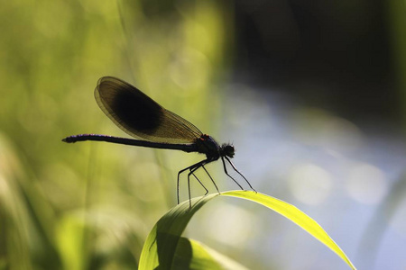 美丽的多只蓑羽蜻蜓坐在植物反对模糊的背景