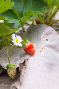 农业农场的草莓灌木图片