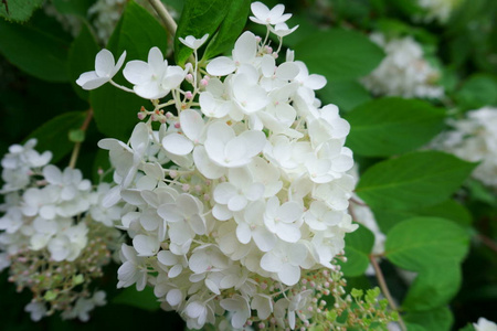 灌木白花花绣球。夏季