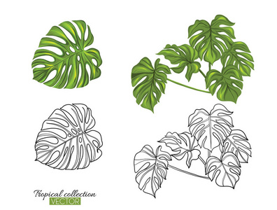 热带植物收集向量例证在白色被隔绝
