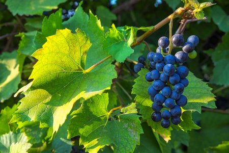 看法葡萄园与串葡萄酒葡萄。摩尔多瓦共和国葡萄收获季节