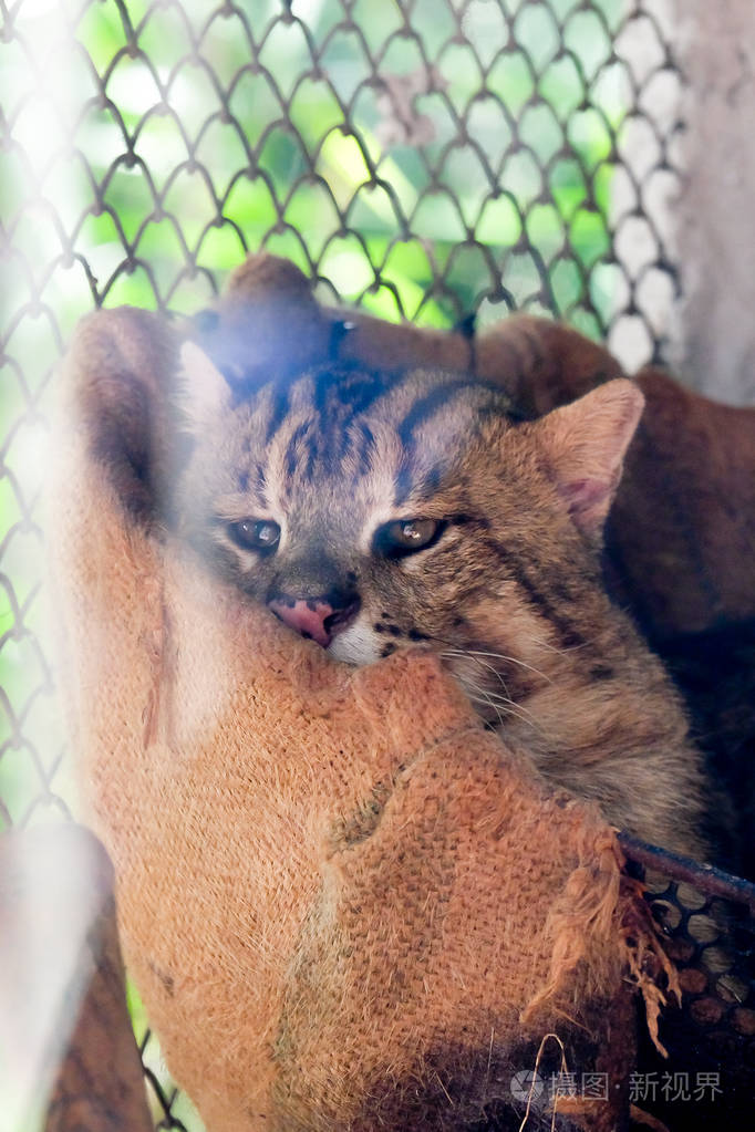 钓鱼猫prionailurusviverrinus动物园里的野生动物动物