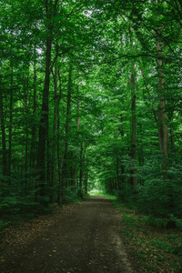 德国维尔茨堡绿色美丽森林的狭窄道路