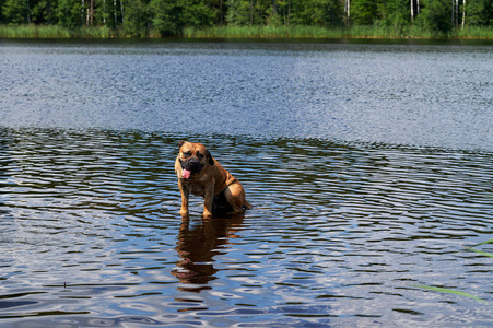 大棕色 Bullebijter boerboels 狗浴在湖