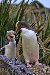 最珍贵的企鹅生活, 黄眼企鹅, Megadyptes 拓地, 新西兰