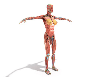 女性身体解剖学为书3d 渲染在白色