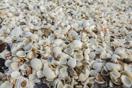 大量的贝壳 海星和蝴蝶在沙滩上。充满异国情调的概念。夏日海滩