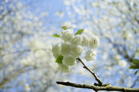 春天的白色樱花