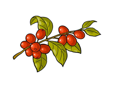 咖啡树枝, 叶子和浆果。手绘素描风格。标签, 网页的老式颜色矢量插图。在白色背景上被隔离