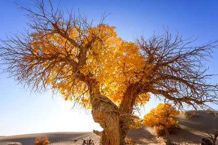 中国内蒙古胡杨照片