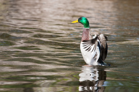 绿头鸭 北京鸭 拍动的翅膀在池塘里