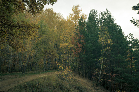 在秋天的树林的路。景观。定了调子