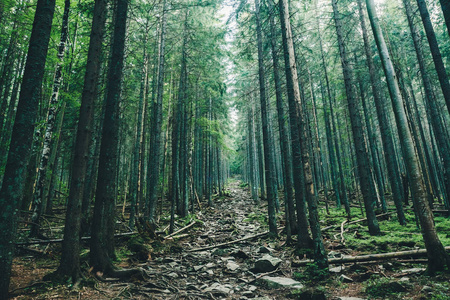 通路在森林与阳光背景