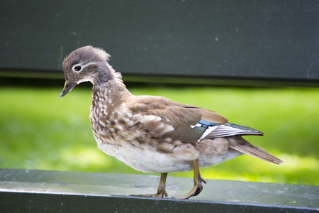 小鸭 garganey 与可爱的脸