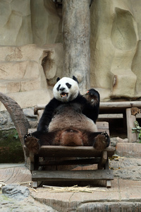 熊猫吃胡萝卜