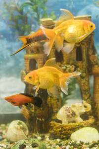 金鱼在淡水水族馆与绿色美丽种植热带。鱼在淡水水族馆与绿色美丽种植热带。垂直照片