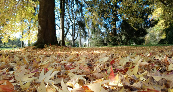 秋天公园的落叶