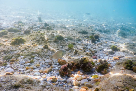 在海底游泳鱼的水下岩石和鹅卵石