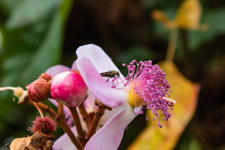 绿色的苍蝇在花园里的粉红色的花朵上
