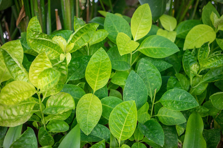 新鲜绿色植物叶子关闭看法