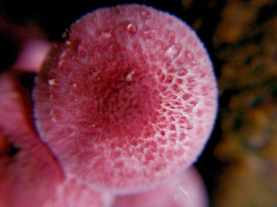 非常小的粉红色蘑菇的宏观照片, 这是在清晨, 而仍然有露水