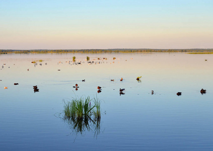 俄罗斯圣彼得堡日落 Sestroretsky 湿地湖 Razliv
