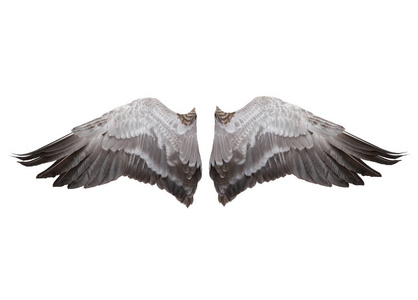 灰色的翅膀被隔离在白色背景上