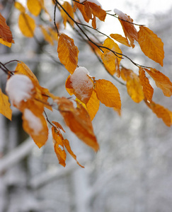 雪中的黄叶。晚秋和初冬。模糊的自然背景与浅 dof