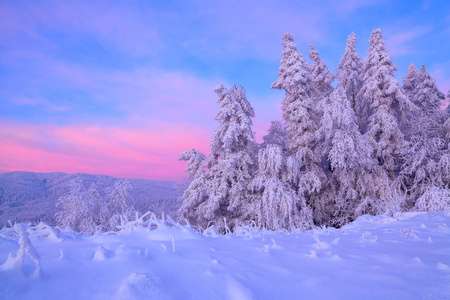 从积雪覆盖的草坪上, 有一个美丽的树木覆盖的霜冻和雪。淡粉色的太阳光线照亮天空和树木。梦幻冬景