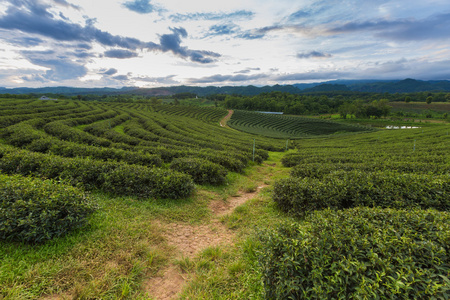 茶叶种植场