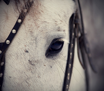 一只眼睛的一匹白马