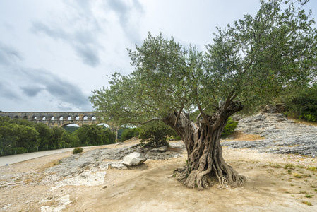杜蓬加尔 老橄榄树