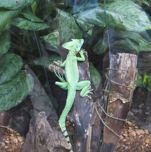 常见的蛇怪 Basiliscus Basiliscus 是家族中的蜥蜴类 Corytophanidae